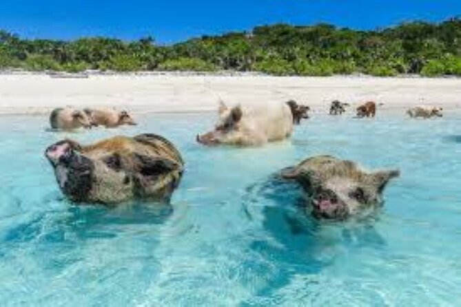 Nas: 3 islands Tour ,snorkel, Turtles, pigs and lunch - Rose Island lunch at the floating bar and grill: a real break, not just snacks