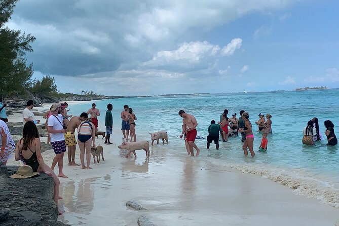 Nas: 3 islands Tour ,snorkel, Turtles, pigs and lunch - Green Turtle Cay snorkeling: fish, turtles, and current-smart safety