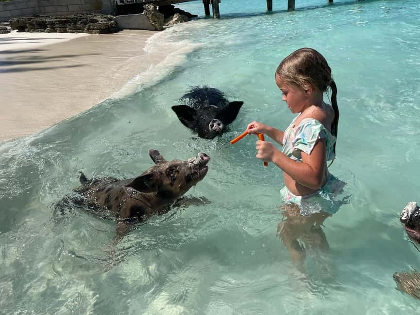 Nassau: 3 Islands Boat w/ Swimming Pigs, Snorkeling & Turtle - Key Highlights You’ll Actually Feel