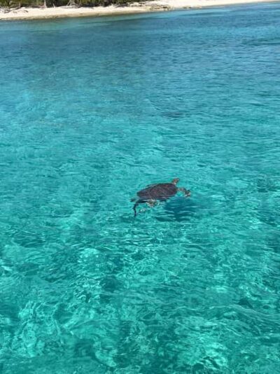 Nassau: 3 Islands Boat w/ Swimming Pigs, Snorkeling & Turtle - Getting Onboard: Señor Frogs or Margaritaville Pickup