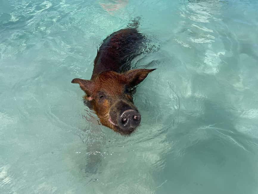 Nassau: 3 Islands Boat w/ Swimming Pigs, Snorkeling & Turtle - Rose Island Swimming Pigs: The Star Moment