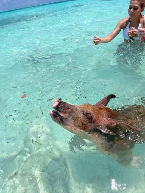 Nassau: 3 Islands Boat w/ Swimming Pigs, Snorkeling & Turtle - Boat Vibes, Guides, and Group Reality on a 3-Hour Schedule
