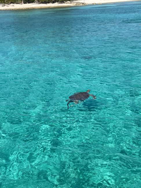Nassau: 3 Islands Boat w/ Swimming Pigs, Snorkeling & Turtle - Getting Onboard: Señor Frogs or Margaritaville Pickup