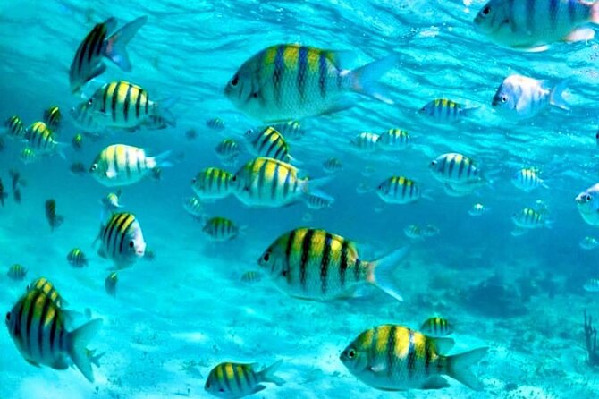 Nassau: 3 islands Pigs,Turtles,Snorkel & Beach Club with lunch - Getting to the Dock and Finding the Meeting Spot