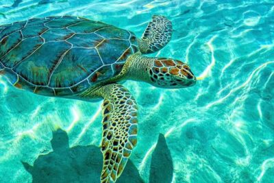 Nassau: 3 islands Pigs,Turtles,Snorkel & Beach Club with lunch - Stop 2: Swimming the Pigs at Athol Island