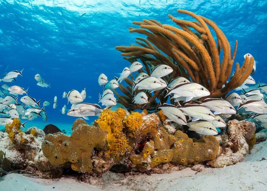 Nassau: 3 Islands Tour, Snorkel, Pig Beach, Turtles & Lunch - Food, drinks, and what included really means