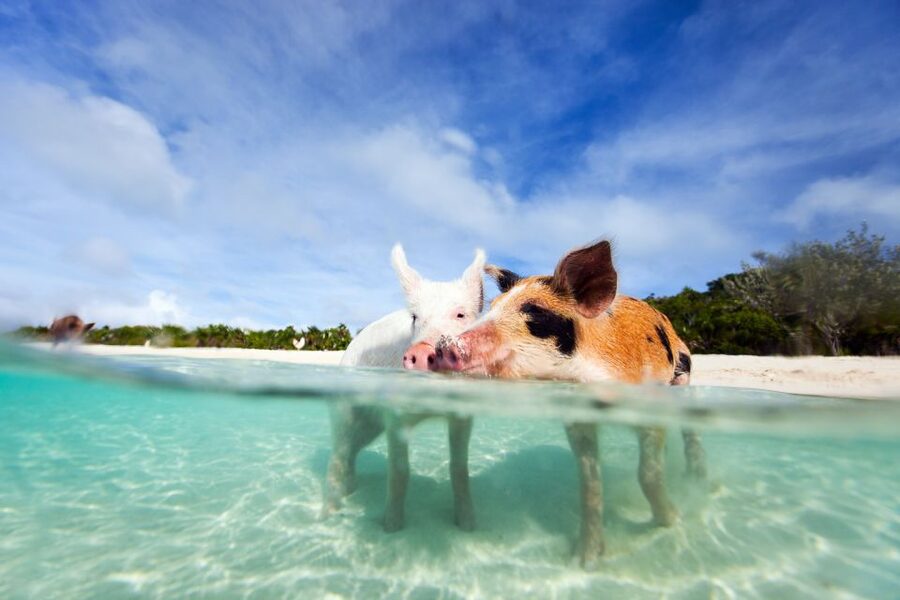 Nassau: 3 Islands Tour, Snorkel, Pig Beach, Turtles & Lunch - Logistics that can trip you up (so you can avoid stress)