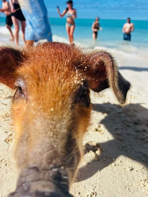 Nassau: 3 Islands Tour, Snorkel, Pig Beach, Turtles & Lunch - What the 4-hour schedule feels like (and how to time your energy)