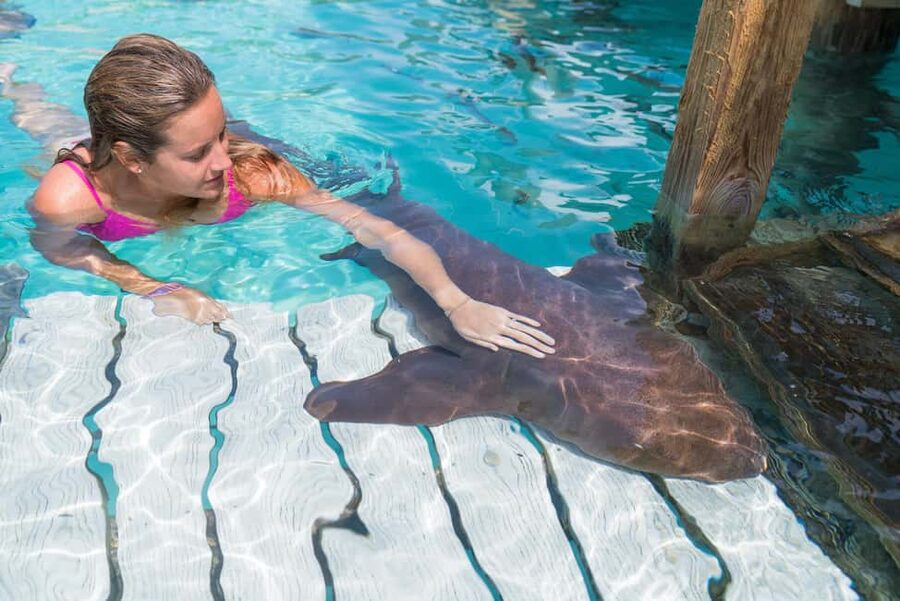 Nassau: Discover Exuma Island Hopping and Swimming Pigs Tour - Compass Cay nurse sharks under the docks