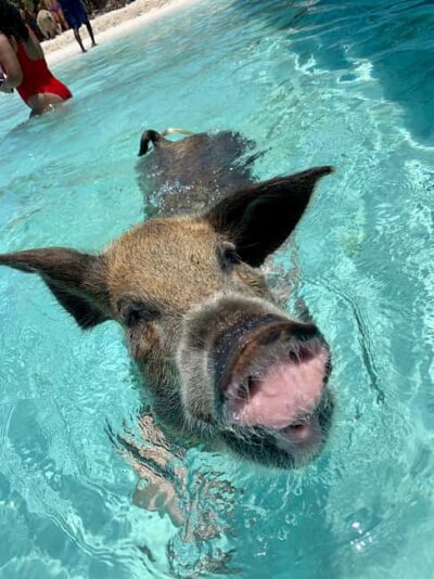 Nassau: Discover Exuma Island Hopping and Swimming Pigs Tour - From Carnivale Bahamas to Allen’s Cay: iguanas first