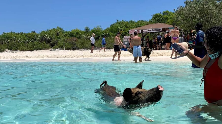 Nassau: Discover Exuma Island Hopping and Swimming Pigs Tour - Big Major’s Cay swimming pigs and the feeding moment