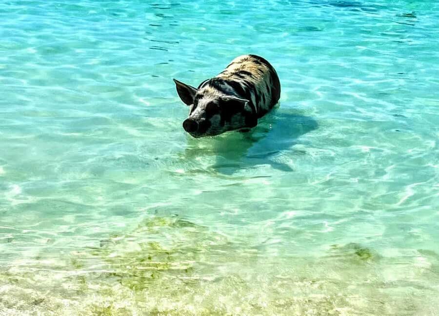 Nassau: Island Hopping Boat Trip with Lunch & Drinks - Pearl Island Snorkeling: What to Plan for Underwater