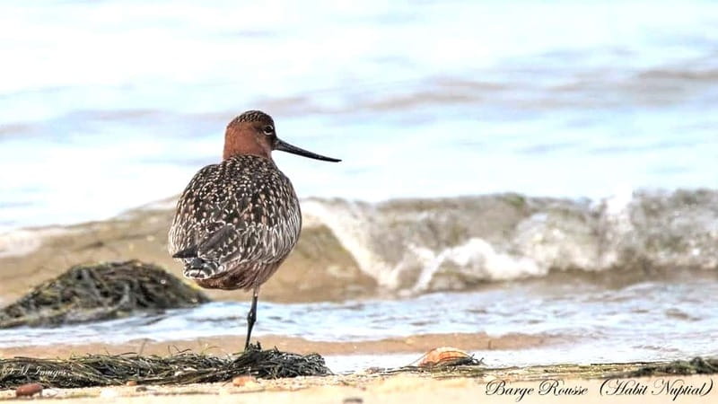 Olhão: Ria Formosa 3 Islands Guided Day Trip by Boat - Culatra Island: the cultural layer you’d otherwise miss