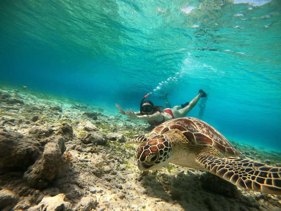 Ozzy Snorkeling 3 Islands Visit Baby Turtles - Key things I’d focus on