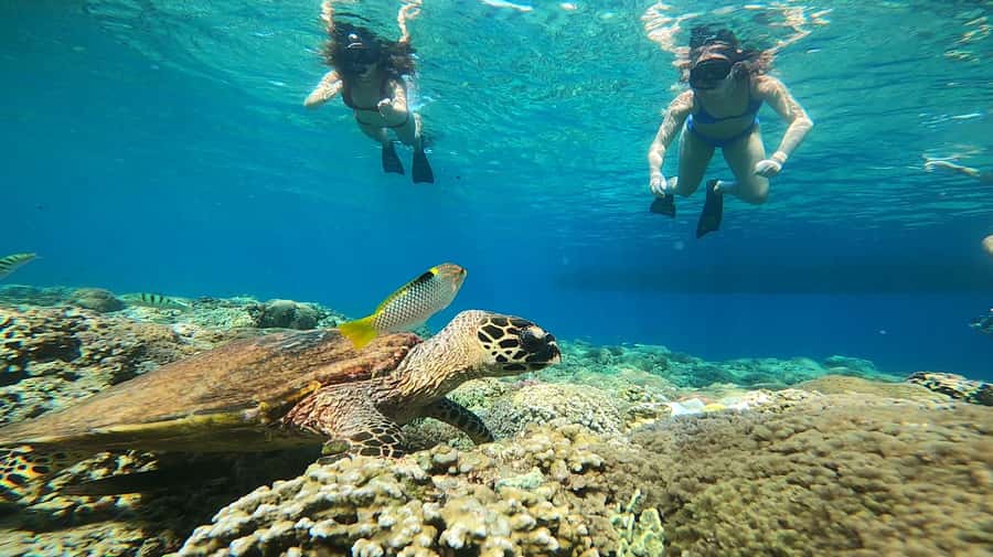 Ozzy Snorkeling 3 Islands Visit Baby Turtles - Ozzy’s 3 Islands route: what 4.5 hours really covers