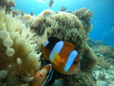 Ozzy Snorkeling 3 Islands Visit Baby Turtles - Gili Meno underwater statues: the easiest “first win” snorkel