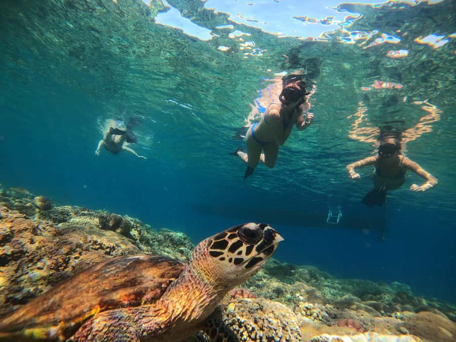 Ozzy Snorkeling 3 Islands Visit Baby Turtles - Blue Coral: why the last stop can be the biggest payoff