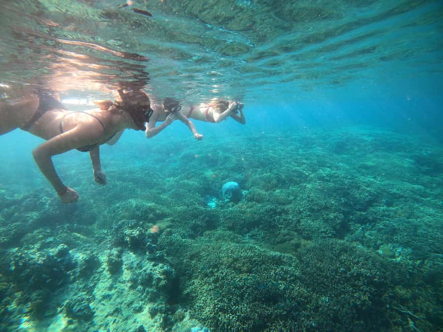 Ozzy Snorkeling 3 Islands Visit Baby Turtles - Group size, getting in and out, and why the morning matters