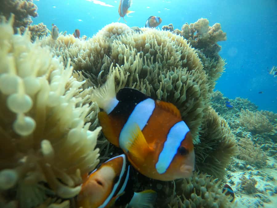 Ozzy Snorkeling 3 Islands Visit Baby Turtles - Gili Meno underwater statues: the easiest “first win” snorkel