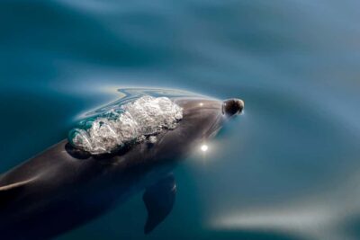 Paihia/Russell: Hole in the Rock, Dolphins & Island Cruise - The catamaran ride: comfort plus constant sea views