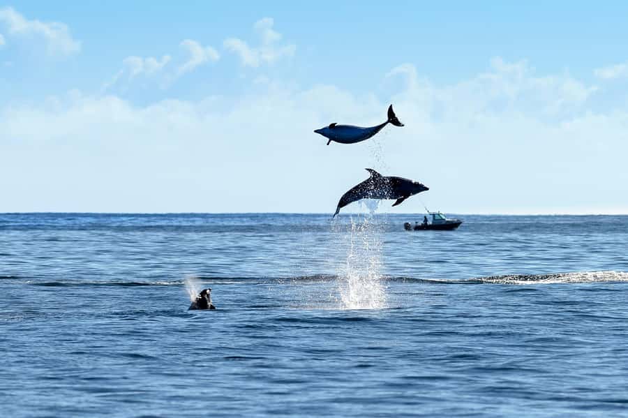 Paihia/Russell: Hole in the Rock, Dolphins & Island Cruise - Urupukapuka Island and Otehei Bay: your 1.5-hour reset