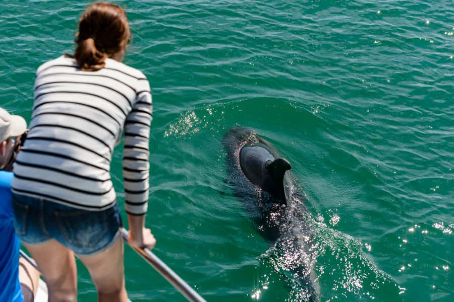 Paihia/Russell: Hole in the Rock, Dolphins & Island Cruise - Price and value: is $95 fair for what you get?