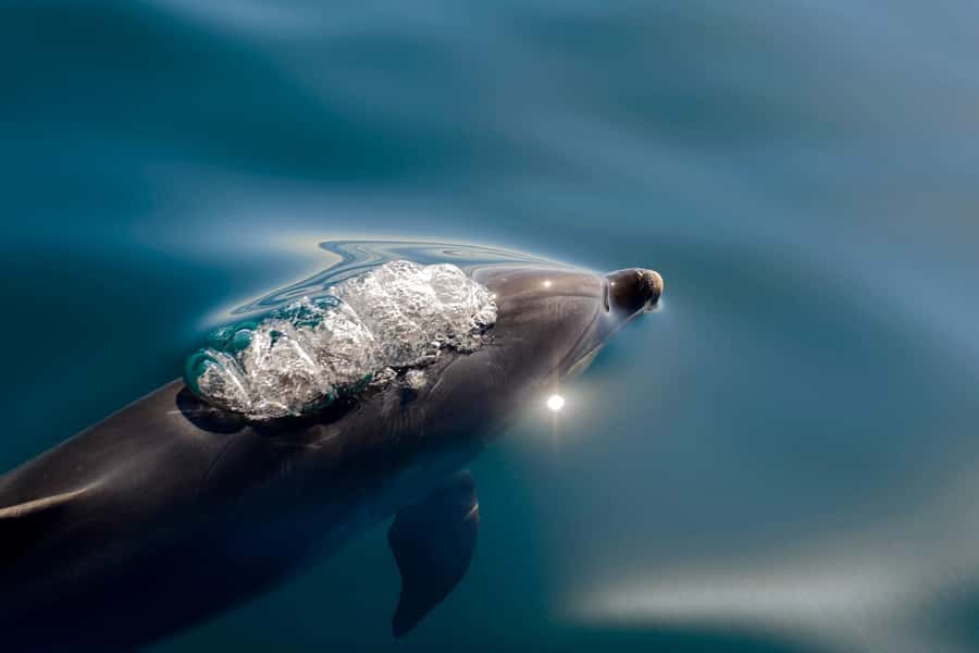 Paihia/Russell: Hole in the Rock, Dolphins & Island Cruise - The catamaran ride: comfort plus constant sea views