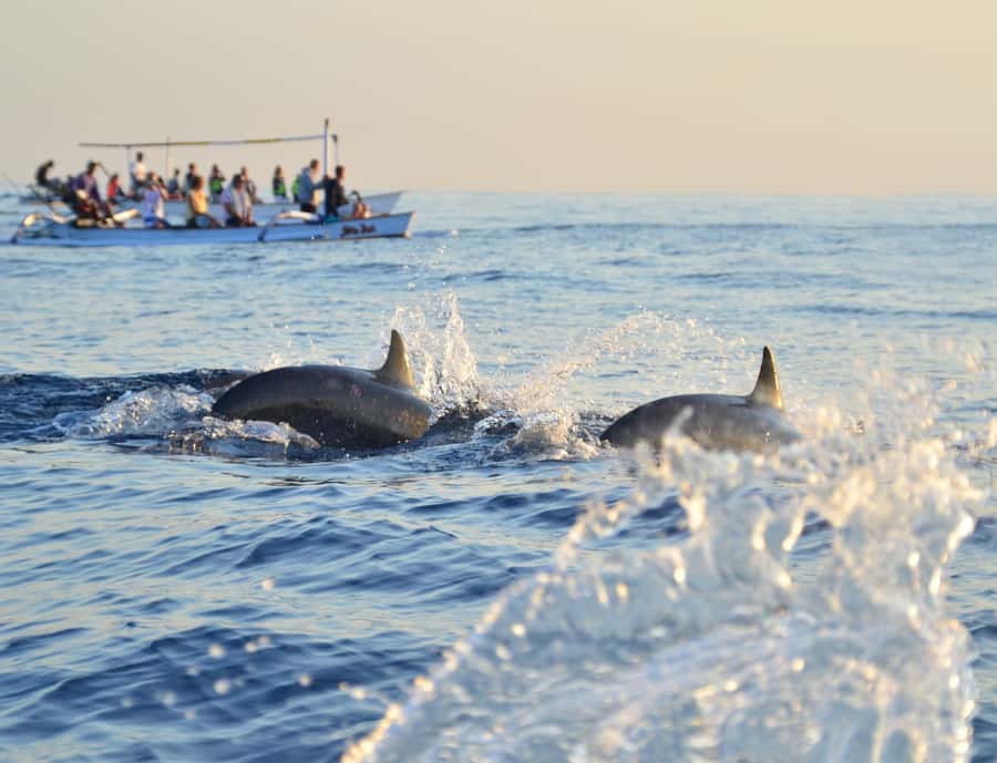 Panglao: Island Hopping w/Balicasag (Shared) - Price and value: is $45 fair for this format?