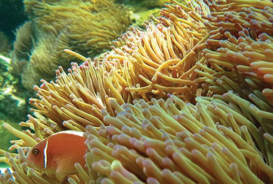 Pattaya: 3 Islands Day Tour on Catamaran with Buffet Lunch - Snorkeling and Fishing: What You’re Likely to Get (and How to Max It)