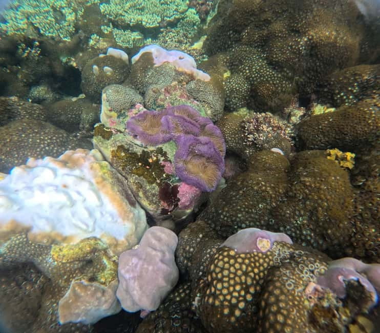 Phu Quoc: Snorkeling and Island Hopping by Speedboat & Lunch - Lunch on the Island: When Included Meals Hit the Spot