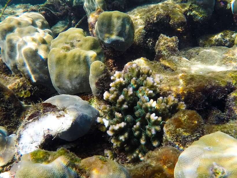 Phu Quoc Speedboat Trip: 3 Islands By Speedboat - Gham Ghi Island: A Second Reef Stop Plus Beach Time