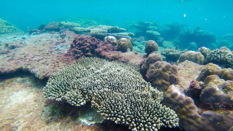 Phu Quoc Speedboat Trip: 3 Islands By Speedboat - May Rut Trong: Lunch on an Island and a White-Sand Lagoon Moment