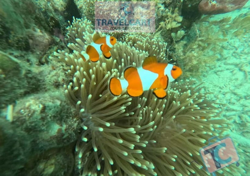 PORT BARTON: Full-day Shared Island Hopping Tour A - Sandbar Stop: Starfish Photos and the One Place You Should Move Carefully