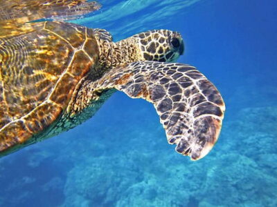Port Barton: Island Hopping to Turtle Spot & Reef with Lunch - Price and Value: What $36 Gets You (and What You’re Avoiding Paying On Your Own)