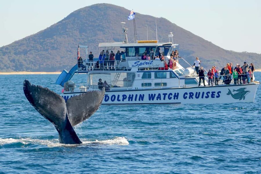 Port Stephens: 2.5-Hour Whale Watching & Outer Island Cruise - Targeting humpbacks near Tomaree and Yacaaba headlands
