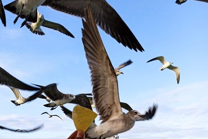 Private boat tour (3 islands tour) - Stop 1: Isla de la Pasión for shallow water and bird spotting