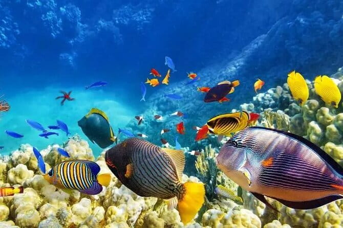 Private Island Hopping in Nasuluan, Hiltotongan and Caohngan - Key Highlights You Should Care About