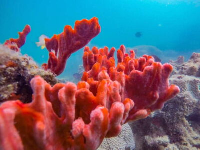 Puerto Princesa: Private Honda Bay Island Hopping Tour - Getting to Honda Bay from Puerto Princesa Without the Stress
