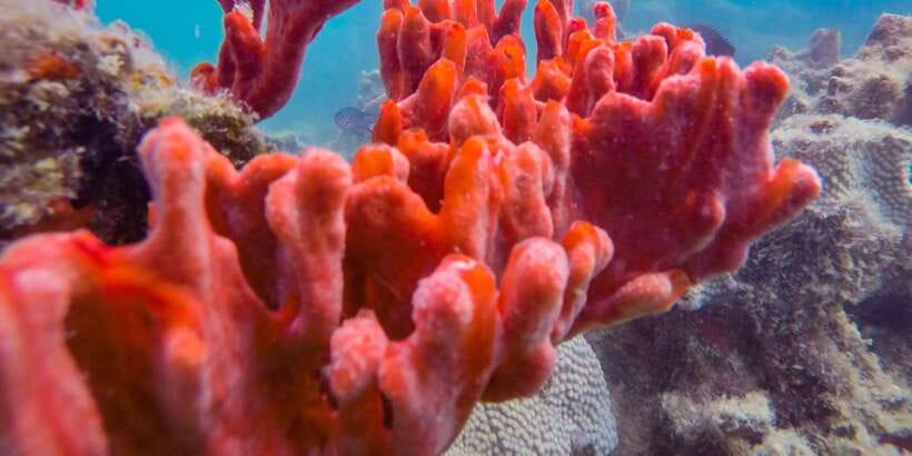 Puerto Princesa: Private Honda Bay Island Hopping Tour - Weather and Realistic Expectations for Snorkeling