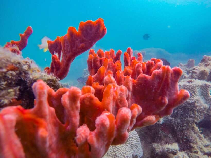Puerto Princesa: Private Honda Bay Island Hopping Tour - Getting to Honda Bay from Puerto Princesa Without the Stress