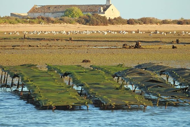 Ria Formosa - Boat trip to the 3 Islands: Armona | Culatra Island | Lighthouse - How the Guide Adds Value: Birds, Fish, Molluscs, and Seafood