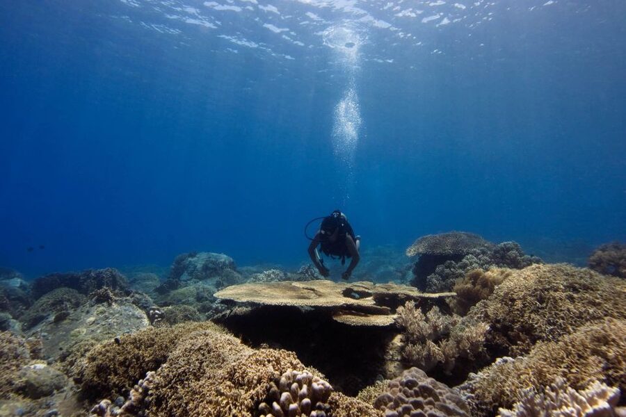Scuba Diving 3 Islands Nha Trang Tour - Price and What You Actually Get for $57