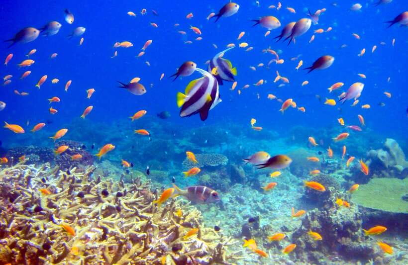 Semporna: Bohey 3 Islands Hike, Snorkel/Dive Tour with Lunch - How the timetable works (and why tides matter more than you think)
