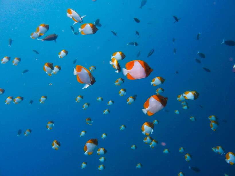 Semporna: Bohey 3 Islands Hike, Snorkel/Dive Tour with Lunch - Real costs: your $58 tour price plus park and diving fees
