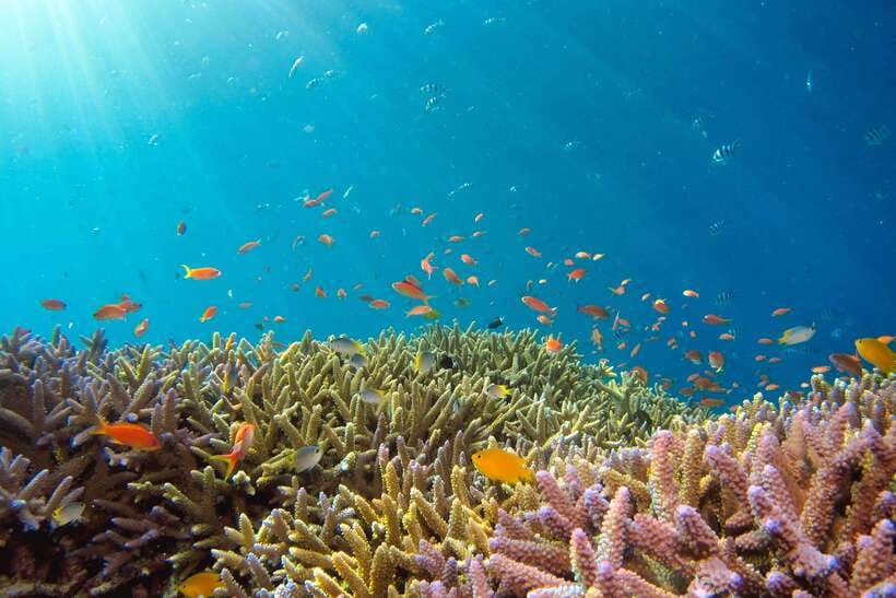 Semporna: Explore 3 Islands Tour Snorkel or Dive & Lunch - FAQ