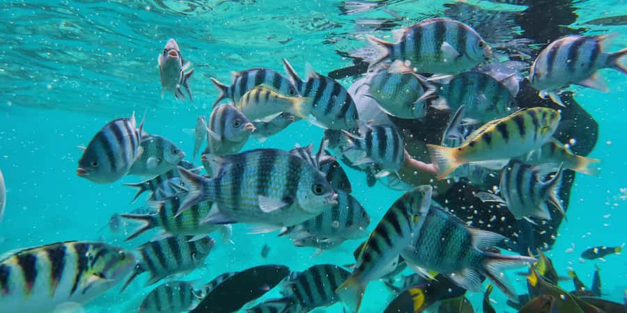 Semporna : Island Hopping Semporna Adventure - Mantabuan: coral gardens, sea turtles, and a Bajau Laut cultural stop