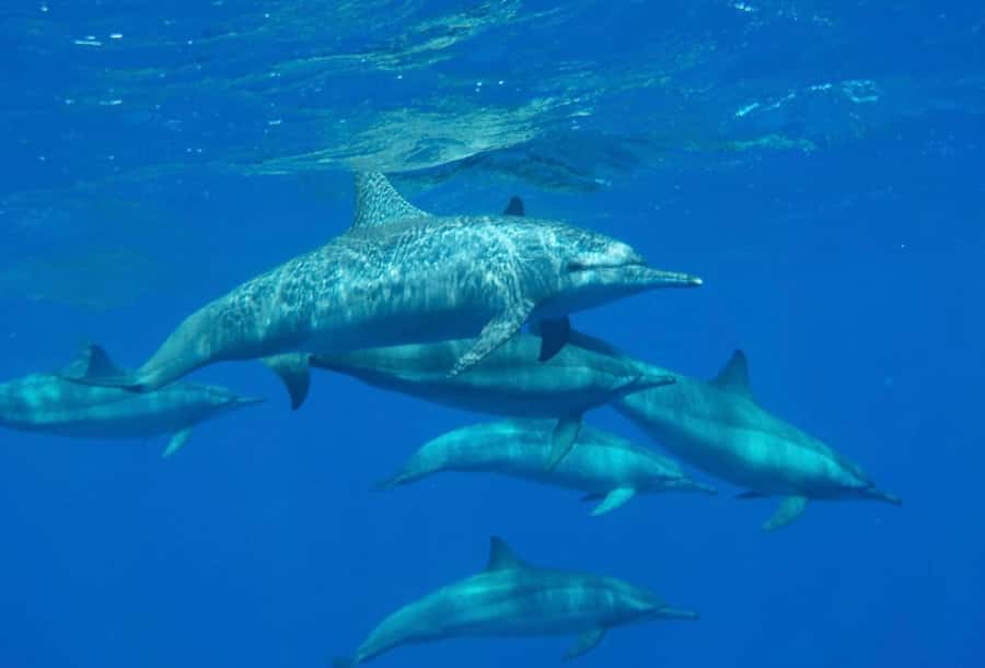 Sharm el-Sheikh: Premium Ras Mohammed & White Island Cruise - Price and value at about $30: what you get for the money