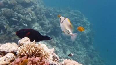 Sharm El Sheikh: Ras Mohamed and White island cruise - The cruise around Ras Mohammed: where the day really starts