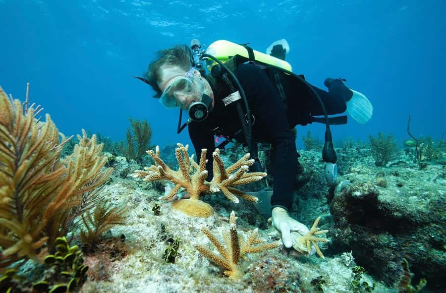 Sharm El Sheikh: Ras Mohamed and White island cruise - Lunch onboard: food that actually fits the day