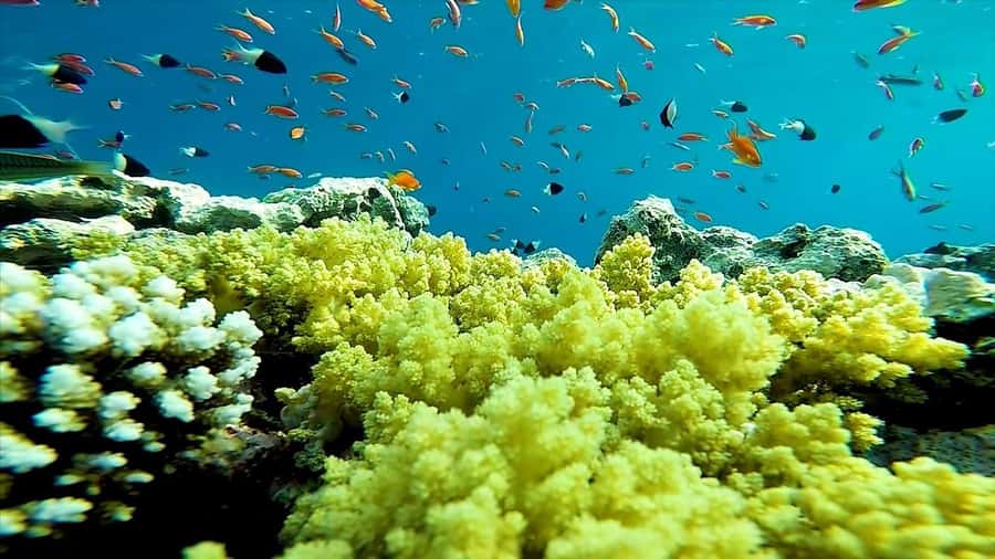 Sharm El Sheikh: Ras Mohamed and White island cruise - Tips to make your day smoother